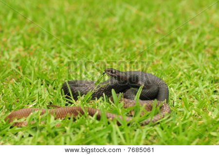 Coachwhip
