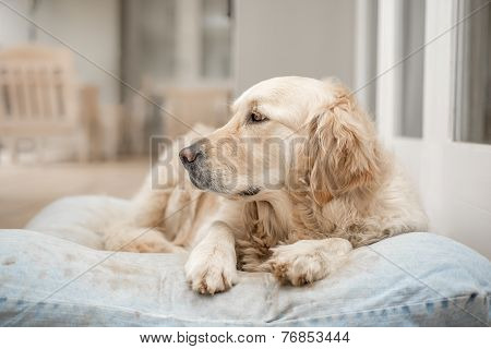 Golden Retriever Resting