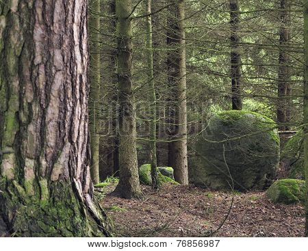 Boulder In Forest