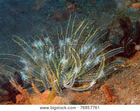 Crinoid
