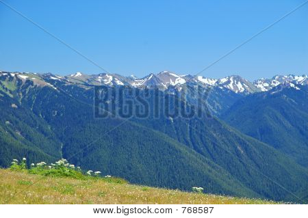 bergwiese