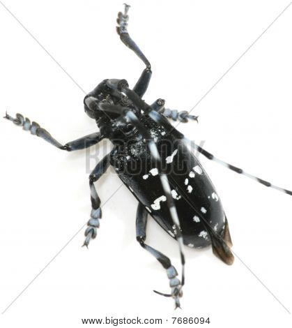 Insekt lange Horn Beetle isoleret