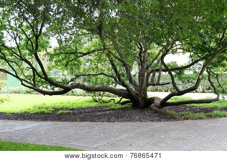 tree