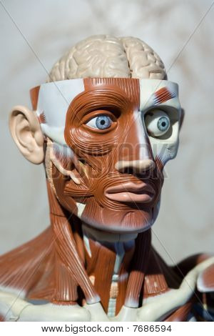menschliche Anatomie Modell
