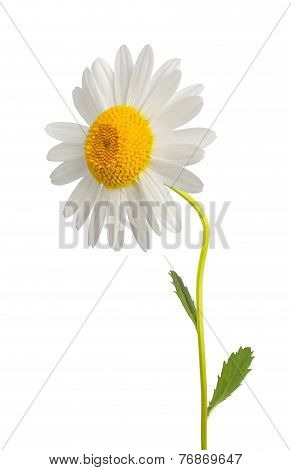 White Daisy