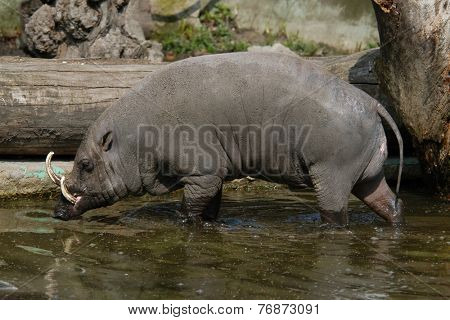 Babirusa (Babyrousa babyrussa).  