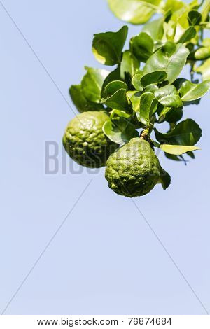 Bergamot or Kaffir Lime fruits