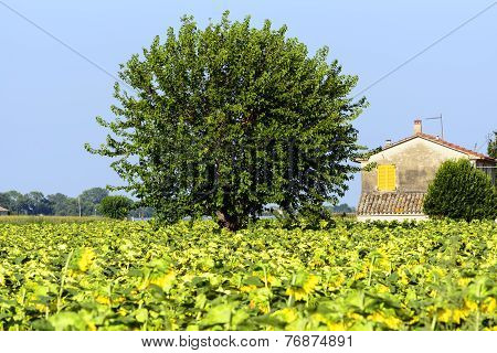 Summer Landscape In Marches (italy)