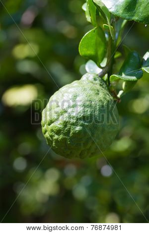 Bergamot or Kaffir Lime fruits
