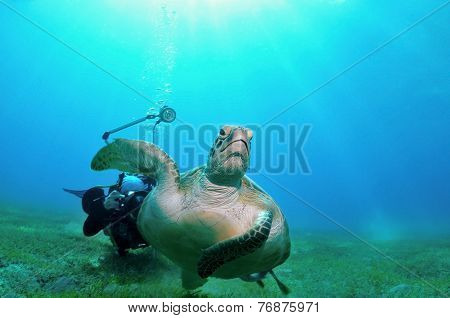 Escaping Turtle