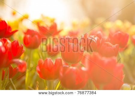 Red tulips with bouquet