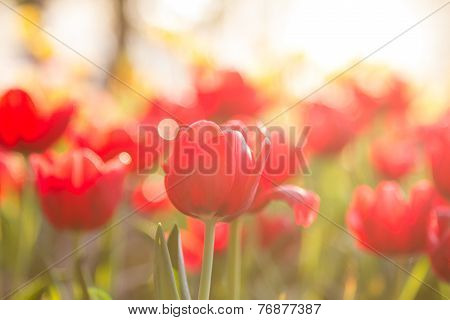 Red tulips with bouquet