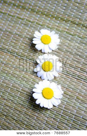 Camomille