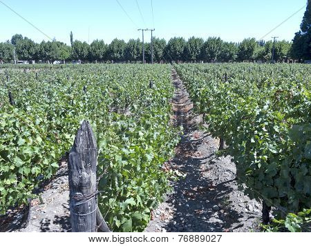 Wine Industry In Maipo Valley, Chile