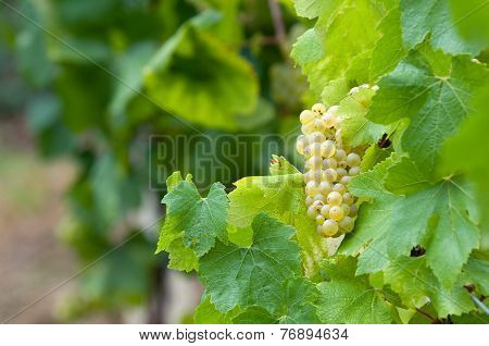 White grape fruit