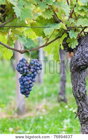 Red grape fruit