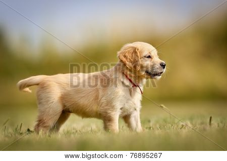 Golden Retriever Puppy Standing In The Sun