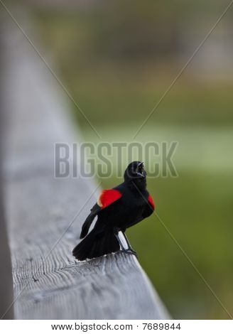 Blackbird ปีกสีแดง