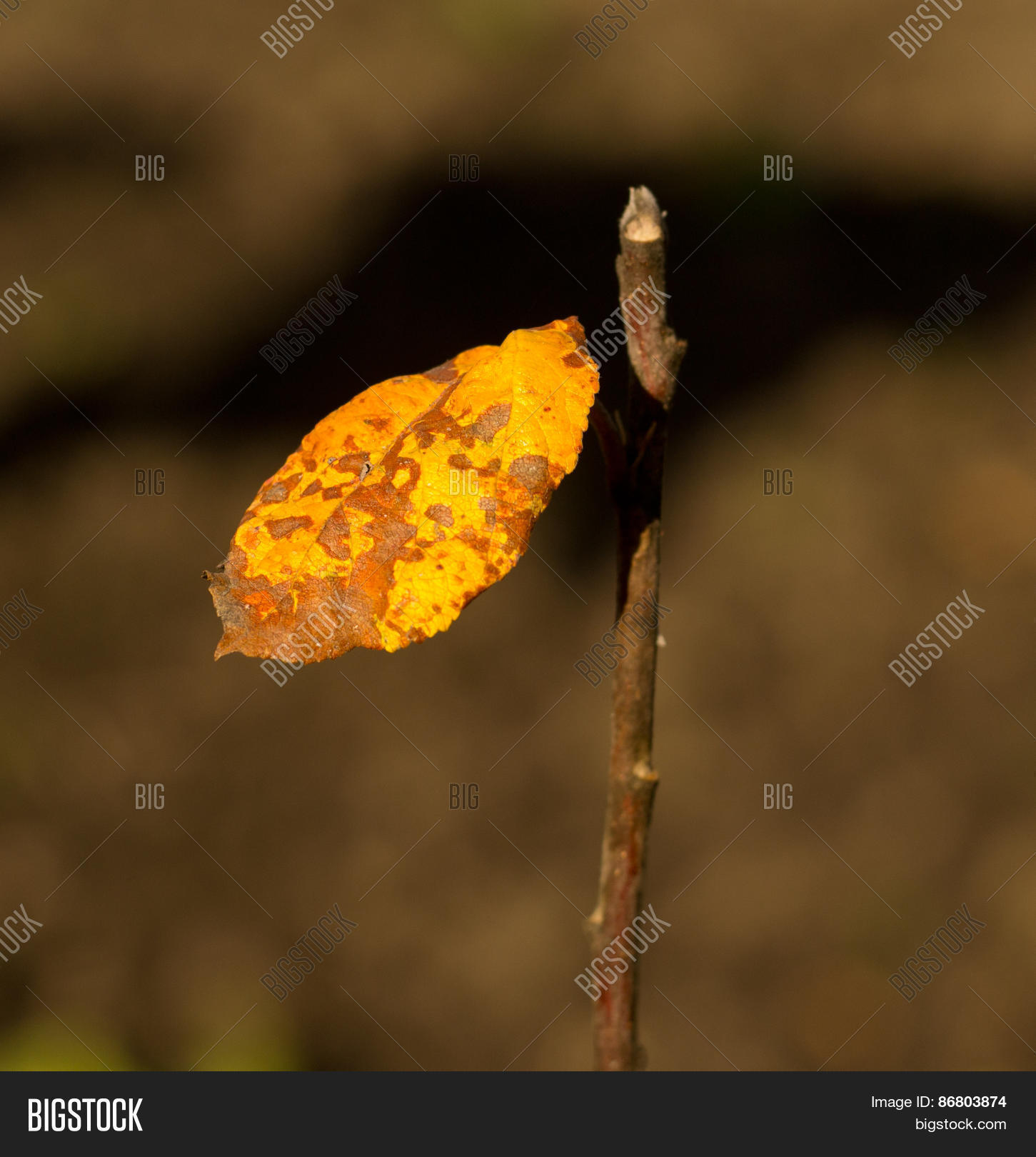 Image Preview