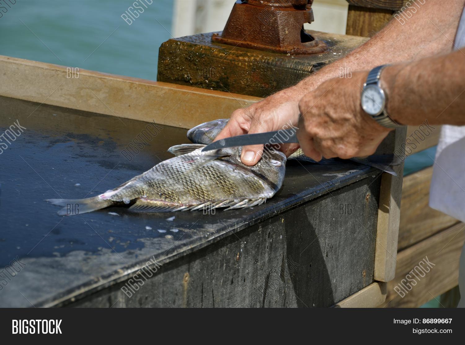 Filleting Fish Image Photo Free Trial Bigstock