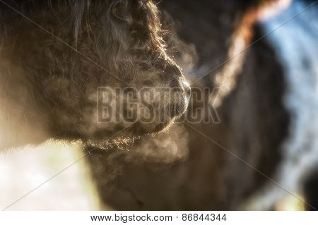 Cows cold breath