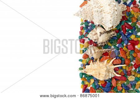 Colorful Background Made Of Shells