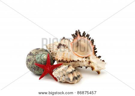 Seashells On A White Background Isolated Over White