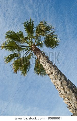 Palm