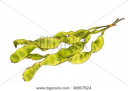 Bunch of petai beans isolated in white