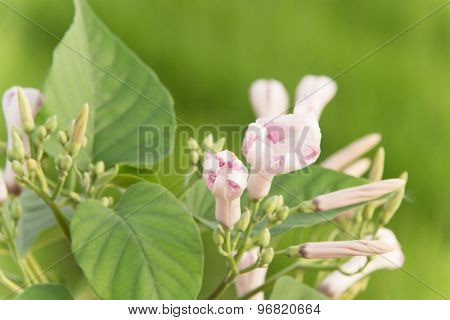 Morning Glory Bud Of Morning Glory Tree Or Ipomoea Carnea Jacq  On A Green Background