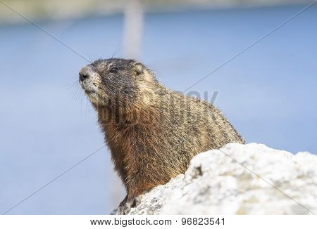 Yellow-bellied marmot (Marmota flaviventris) from the Grand Teton national park. Wyoming, USA