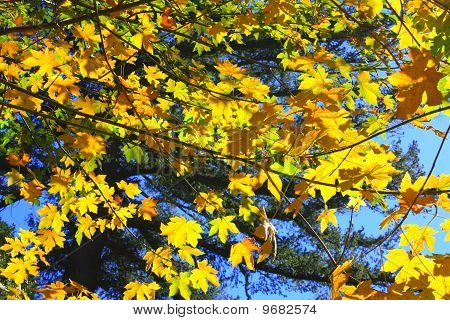 Fogliame di autunno