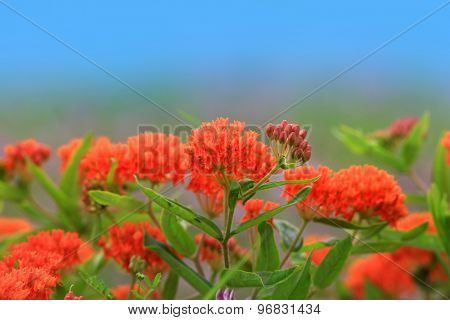 Asclepias wild flowers widely seen in Michigan during Summer time.