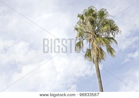 Isolated palm tree