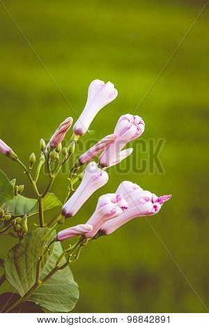 Morning Glory Bud Of Morning Glory Tree Or Ipomoea Carnea Jacq  On A Green Background