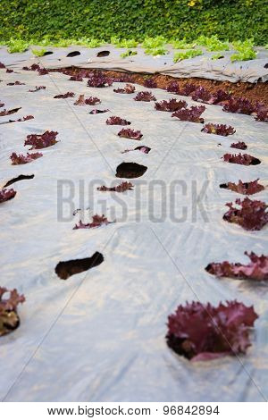 Lettuce Vegetables In Field