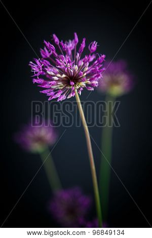 Allium