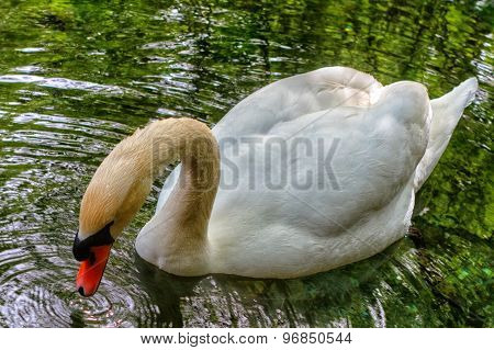 White Swan
