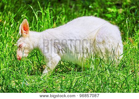 Cute Kangaroo.