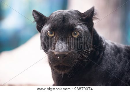 Black Panther