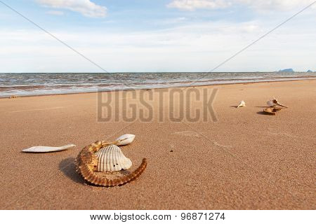 Cuttlebone And Sea Horse