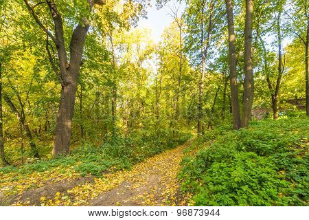 Pathway in the autumn park