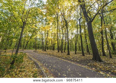 Pathway in the autumn park