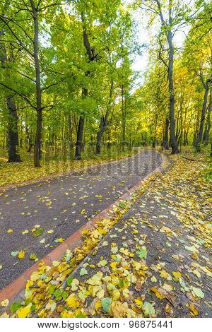 Pathway in the autumn park