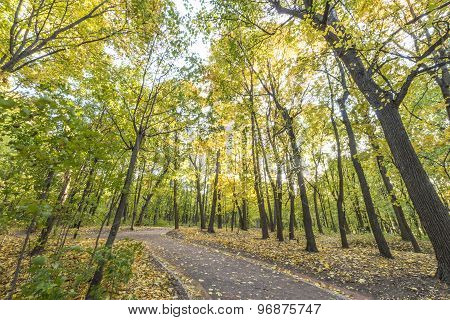 Pathway in the autumn park