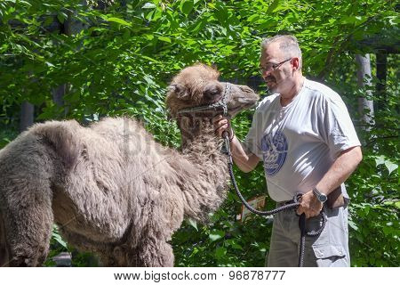 Two-humped Camel (camelus Bactrianus) Training