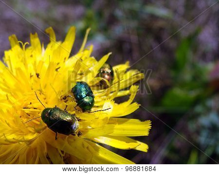 Beetle