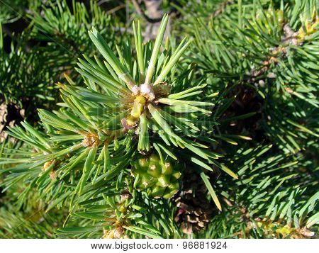 Image Pine