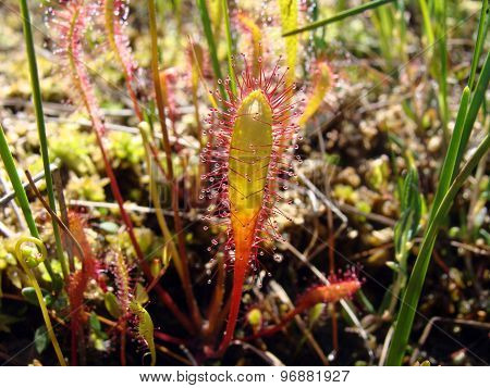 Drosera Anglica