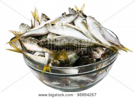 Black Sea freshly caught scads.